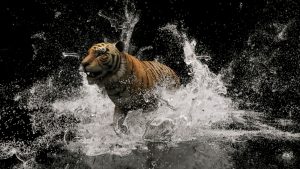 3D illustration of a tiger sprinting through simulated water, creating splashes around its powerful legs.